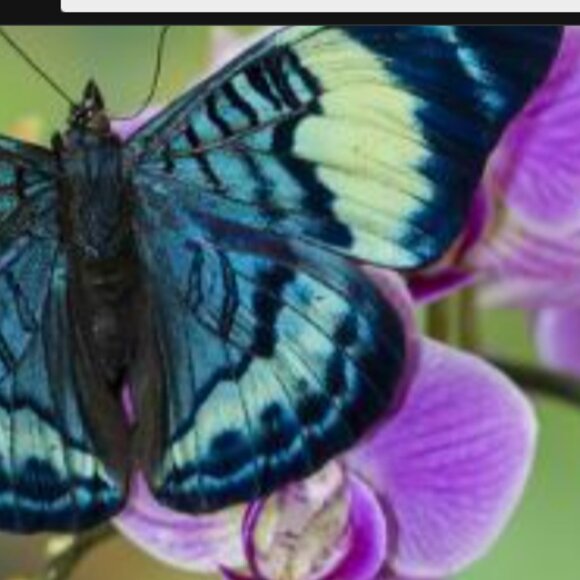 ADD $1 Beautiful Purple w Blue Orchid- Attract Nature to Garden 10 Flower Seeds - Picture 4 of 6